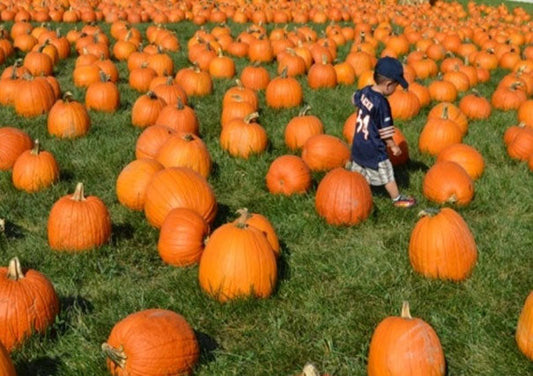 Bengtson Pumpkin Farm and Fall Fest &amp; its inspirational Photos Rush Patch